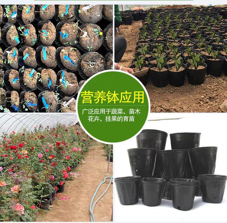 育苗杯厂家 育苗盘厂家