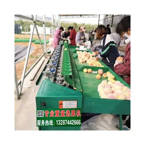 蒙阴锦绣黄桃小型选果机   占地面积小  质优价廉的果蔬设备
