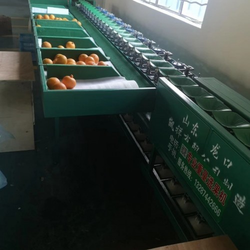 柑橘分选机  浙江宁波果蔬采后处理设备 防碰果 电商专用