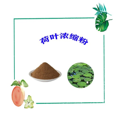 荷叶浓缩粉 精选原料 粉末流动性好 纸板桶包装 可发样品