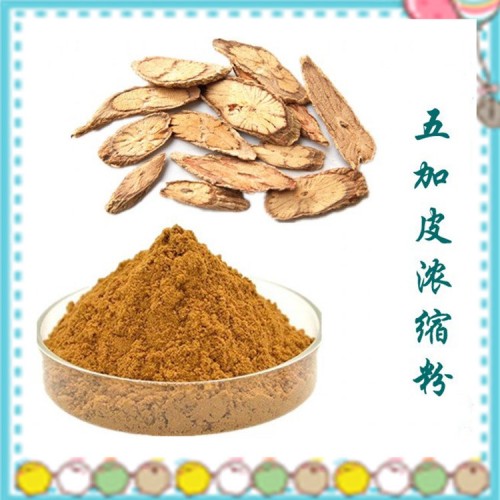 五加皮浓缩粉 斯诺特生物 植提厂家  长期供应 含税含运