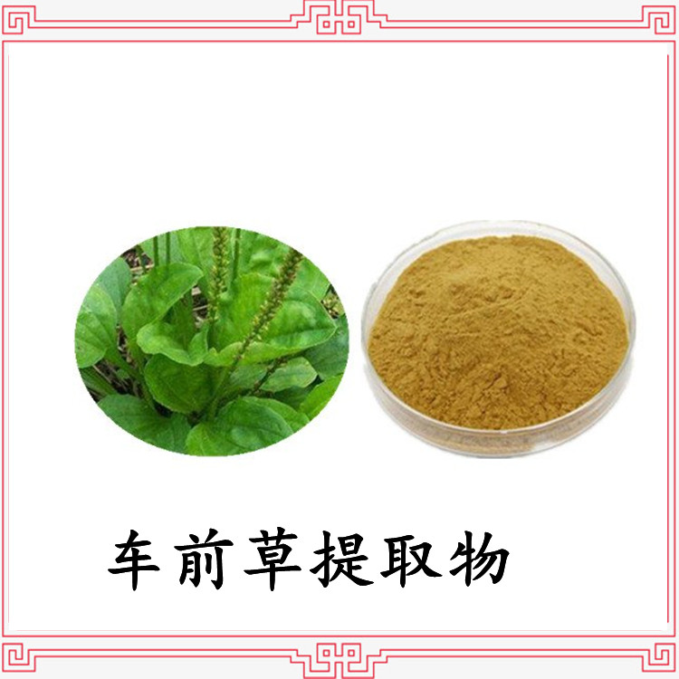 车前草提取物 全水溶 车前草粉 斯诺特生物 源头厂家