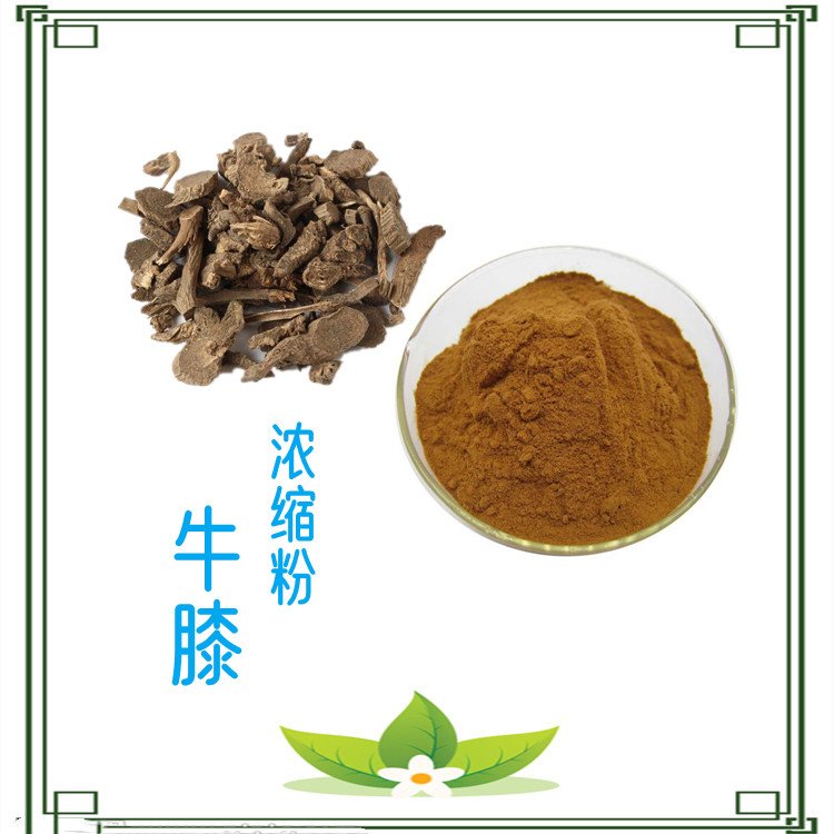 牛膝浓缩粉 斯诺特生物 专注提取十余年 品质优良