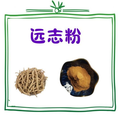 远志粉 斯诺特生物 植提厂家品质优良 库存充足