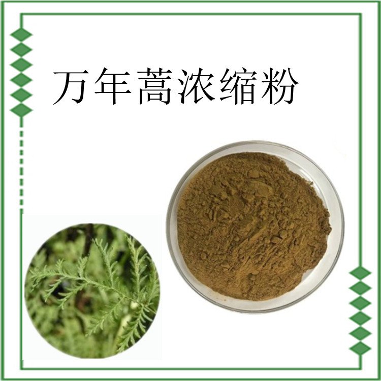 万年蒿浓缩粉  精选原料  源头厂家 斯诺特生物